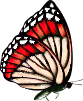buttefly